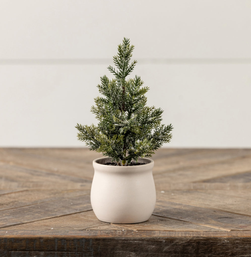 Jackson Fir Tree in Pot