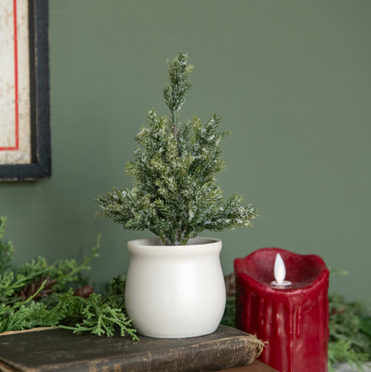 Jackson Fir Tree in Pot